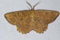 Angerona prunaria