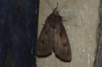 Agrotis exclamationis exclamationis