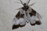 Cosmorhoe ocellata