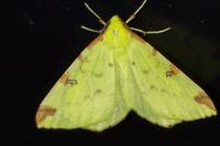 Opisthograptis luteolata