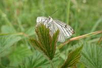 Siona lineata
