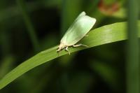 Tortrix viridana