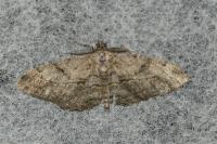 Peribatodes rhomboidaria rhomboidaria