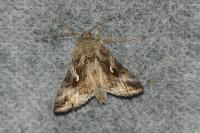 Autographa gamma