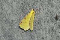 Opisthograptis luteolata