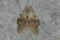 Stauropus fagi