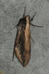 Sphinx ligustri