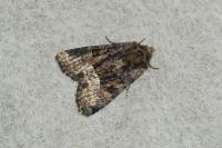 Oligia strigilis/versicolor/latruncula