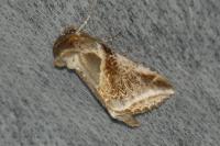 Habrosyne pyritoides