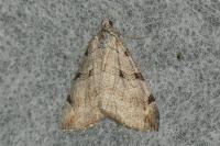 Aplocera