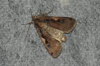 Xestia c-nigrum