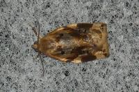 Archips xylosteana