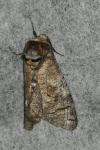 Cossus cossus