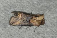 Abrostola triplasia