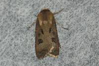 Agrotis exclamationis exclamationis