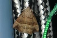 Hypena proboscidalis