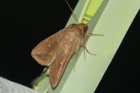 Mythimna albipuncta