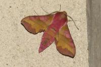 Deilephila porcellus
