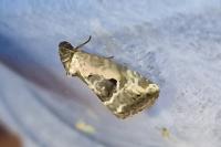 Elaphria venustula