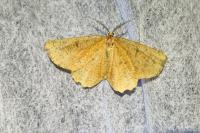 Angerona prunaria