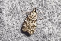 Scoparia pyralella