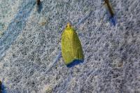 Tortrix viridana