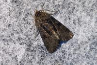 Oligia latruncula