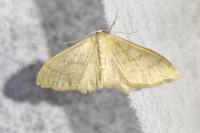 Idaea straminata