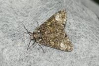 Craniophora ligustri