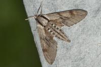 Hyloicus pinastri