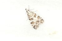 Scoparia pyralella