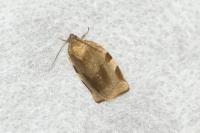 Choristoneura hebenstreitella