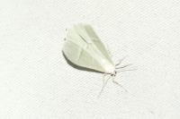 Campaea margaritaria