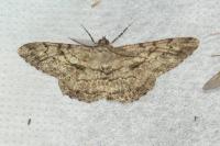Peribatodes rhomboidaria rhomboidaria