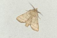 Charanyca trigrammica
