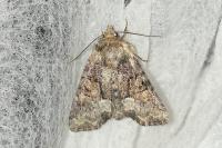 Oligia