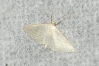 Idaea subsericeata
