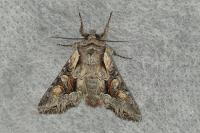 Lacanobia w-latinum