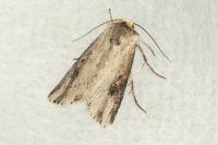 Axylia putris