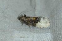 Hedya nubiferana
