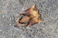 Archips podana