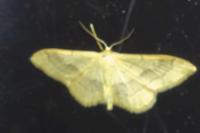 Idaea aversata