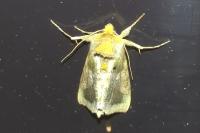 Diachrysia chrysitis