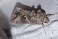 Autographa gamma