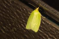 Tortrix viridana