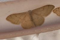 Idaea straminata