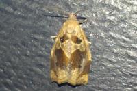 Archips crataegana