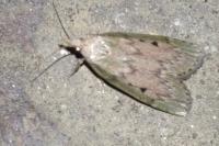 Aphomia sociella