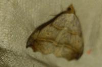 Laspeyria flexula