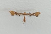 Cnaemidophorus rhododactylus